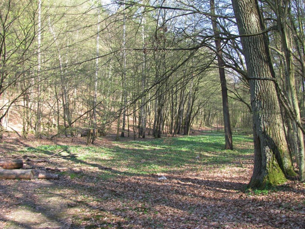 Żródlana Dolina