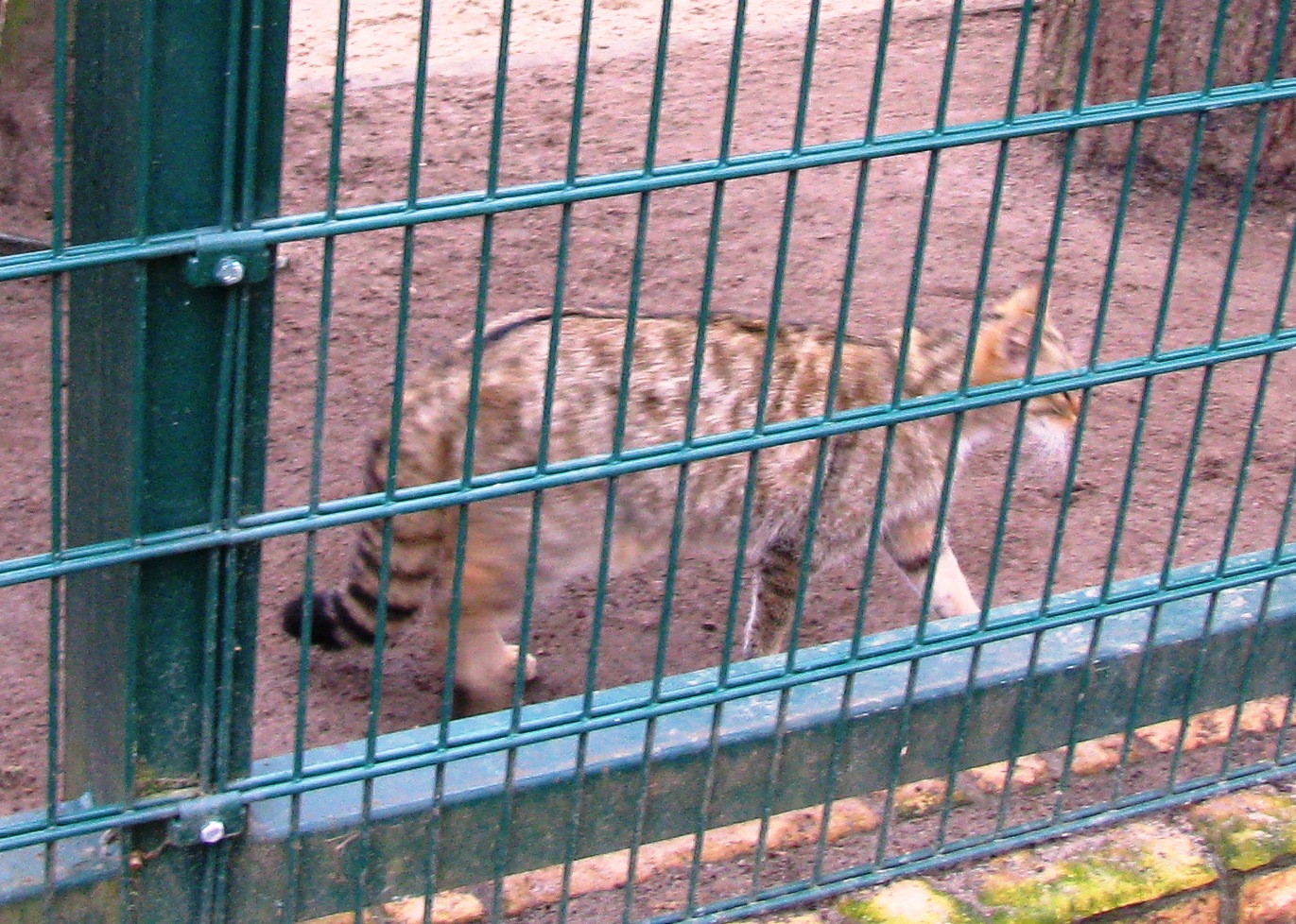 Żbik oliwski