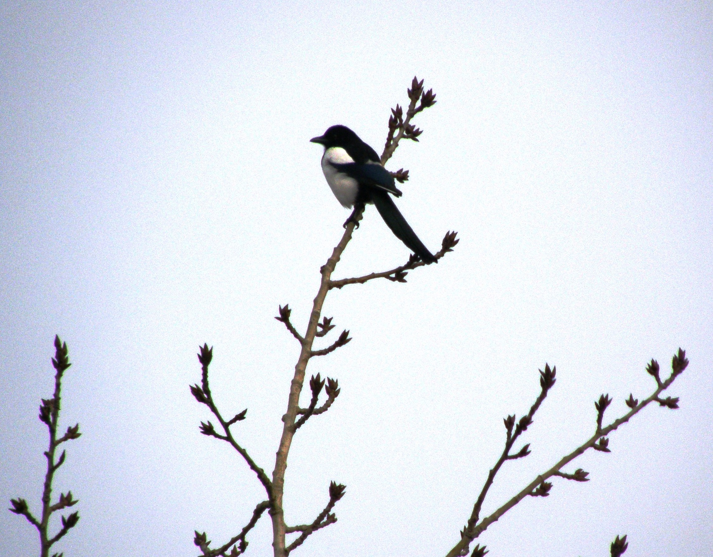 Sroka