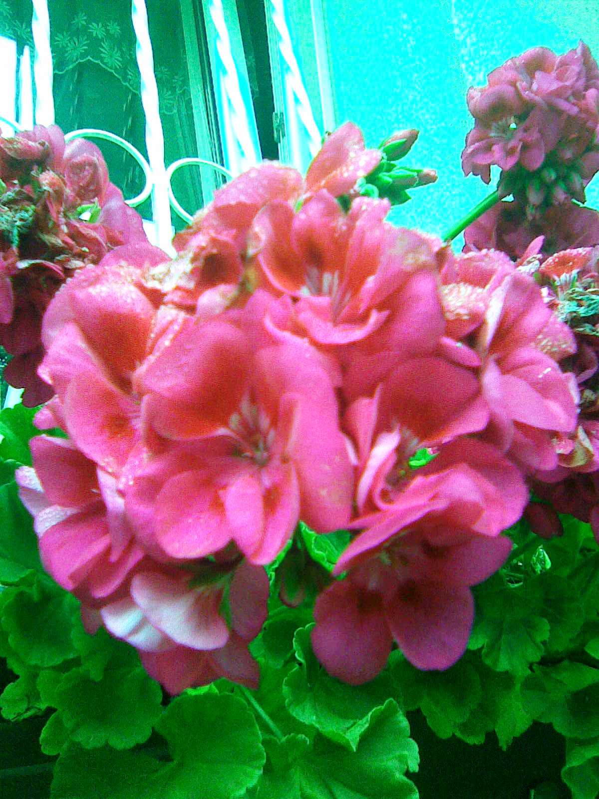 Pelargonie