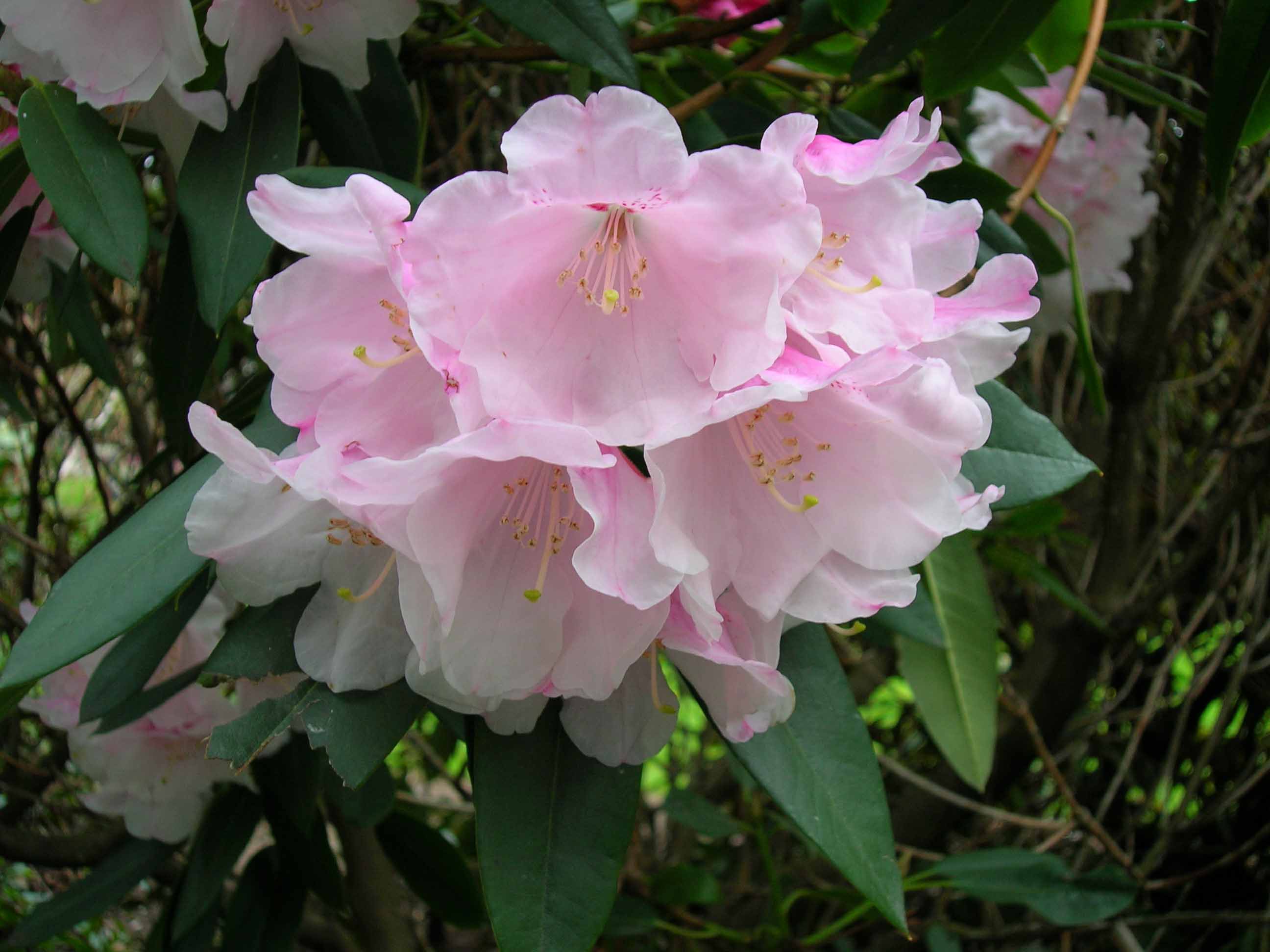 rododendron