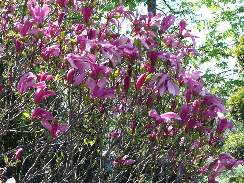 magnolia w "ogrodniczym&quo