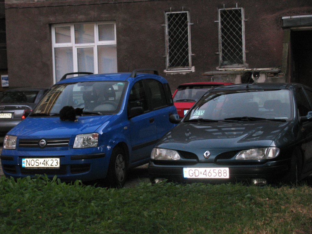 Kanapki kotów z podwórka