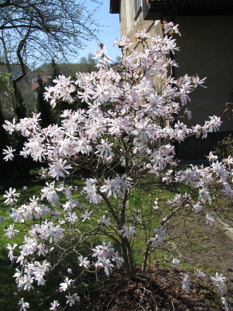 Magnolia