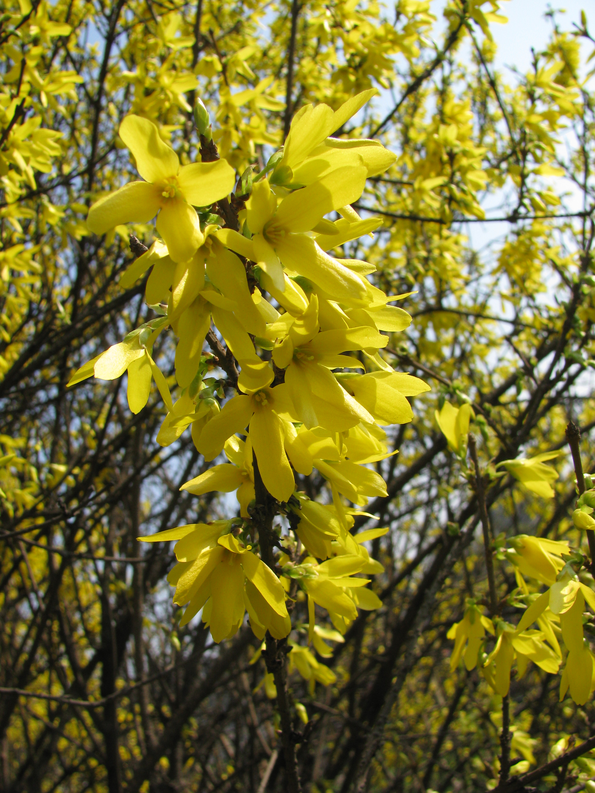 Forsycja