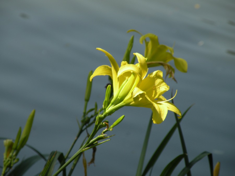 liliowce w Łazienkach