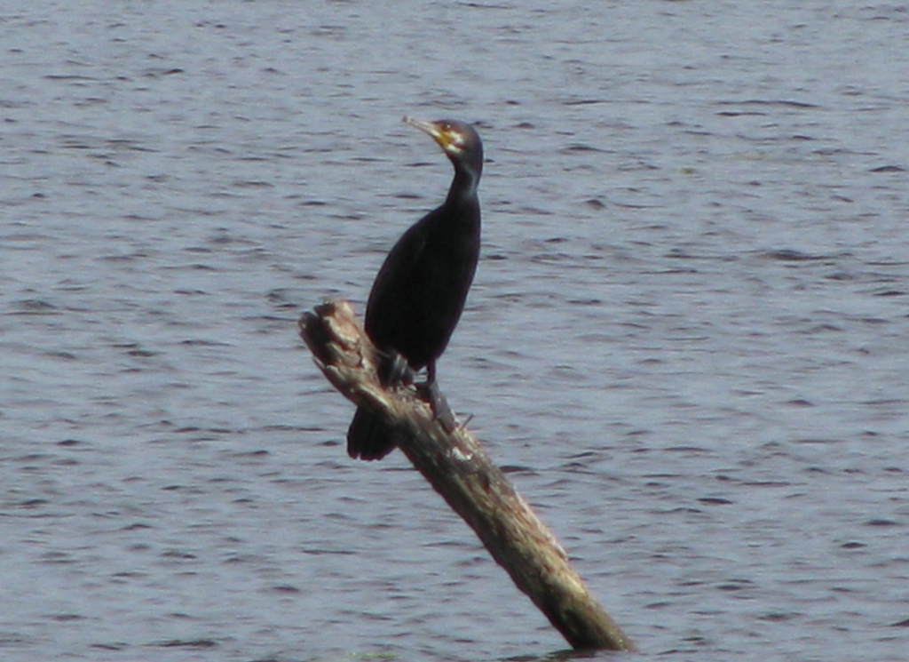 Kormoran