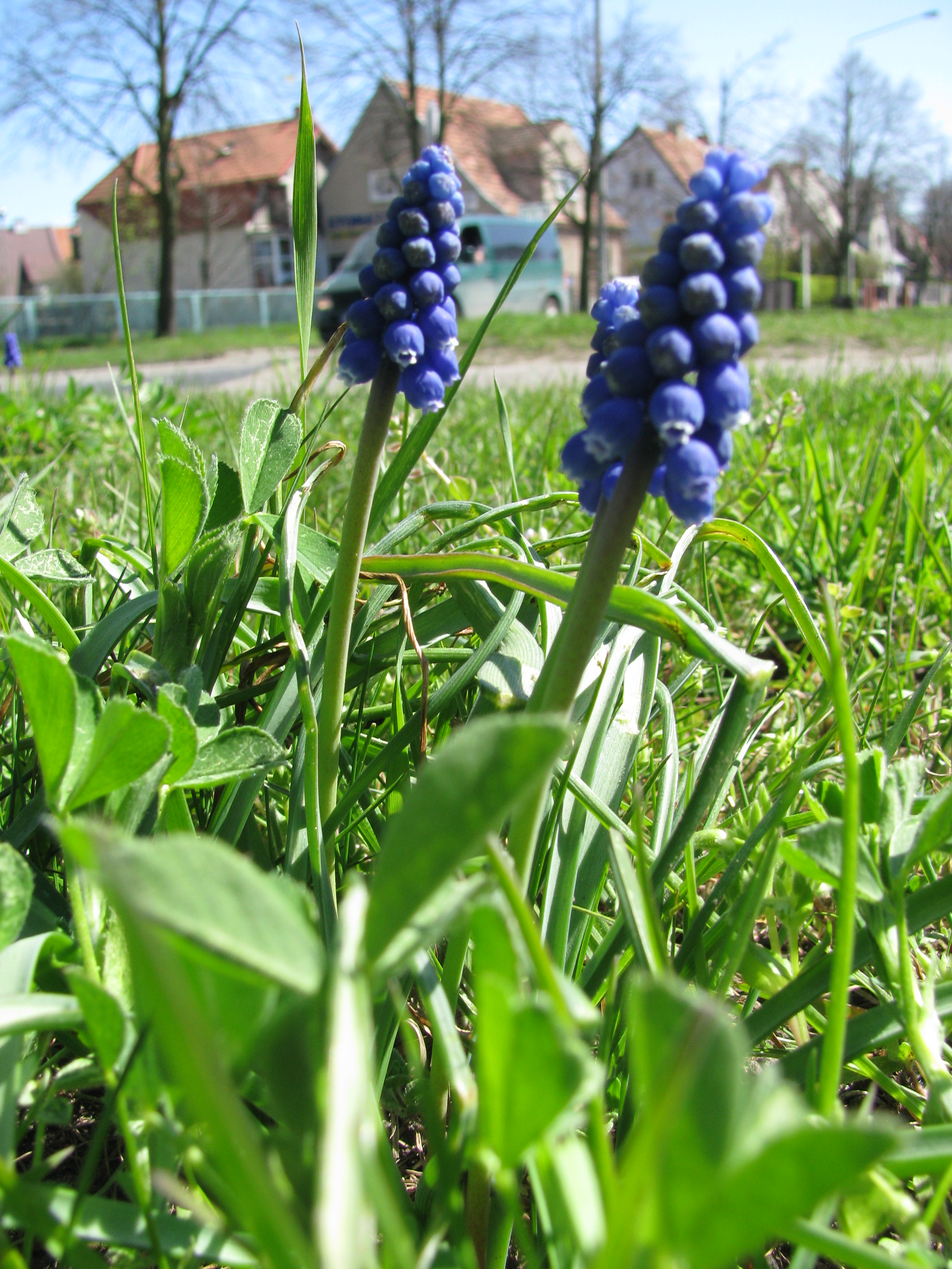 Szafirki
