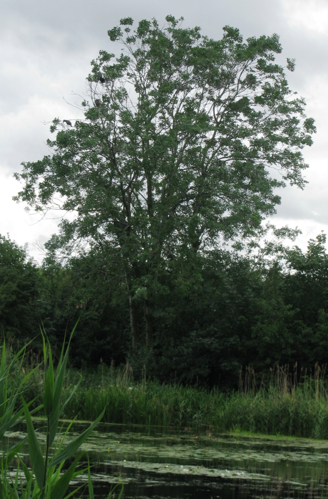 Drzewo kormoranów
