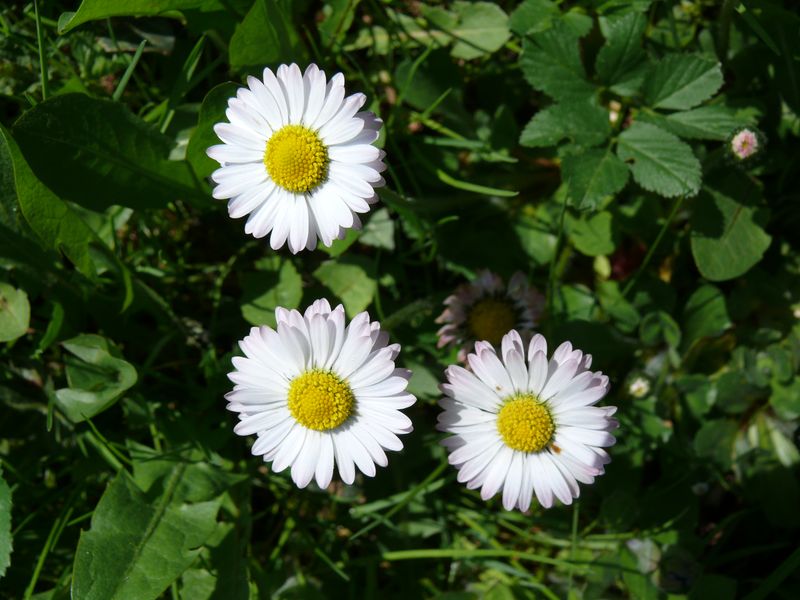 stokrotki