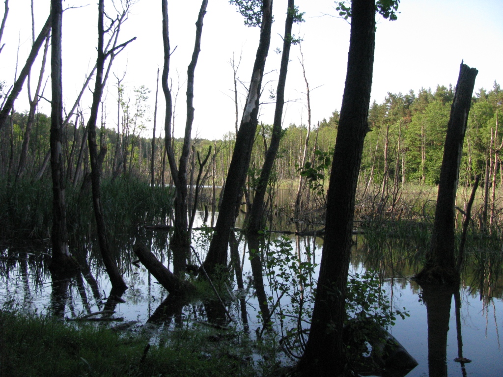 mokradła