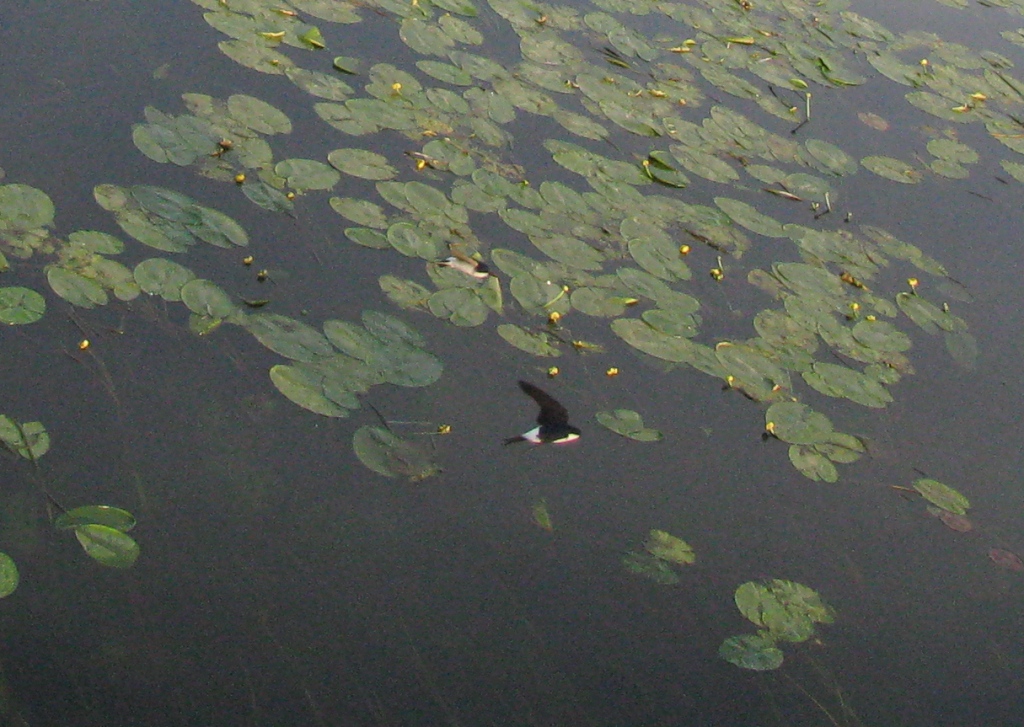 jaskółki nad wodą