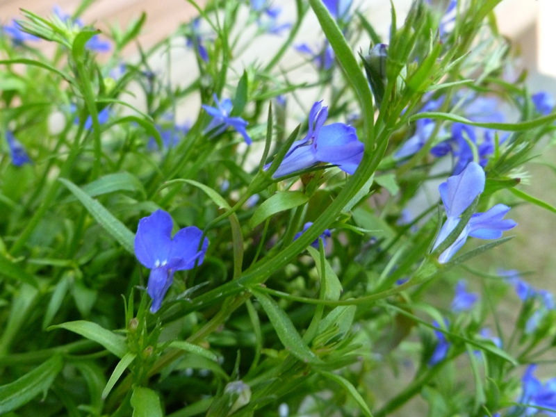 lobelia