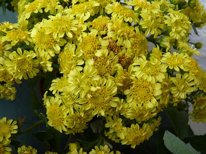 Ajania Pacyfika