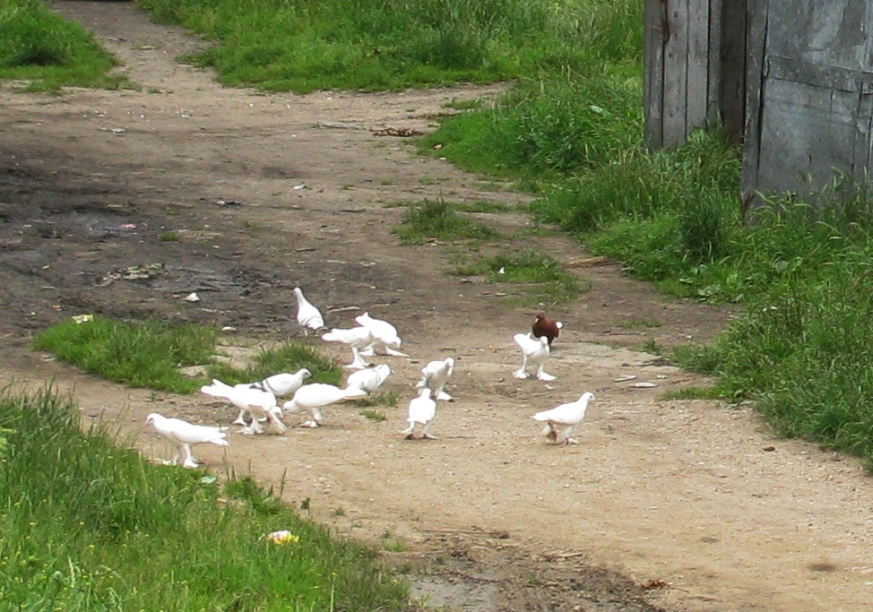 Gołębie z gołębnika