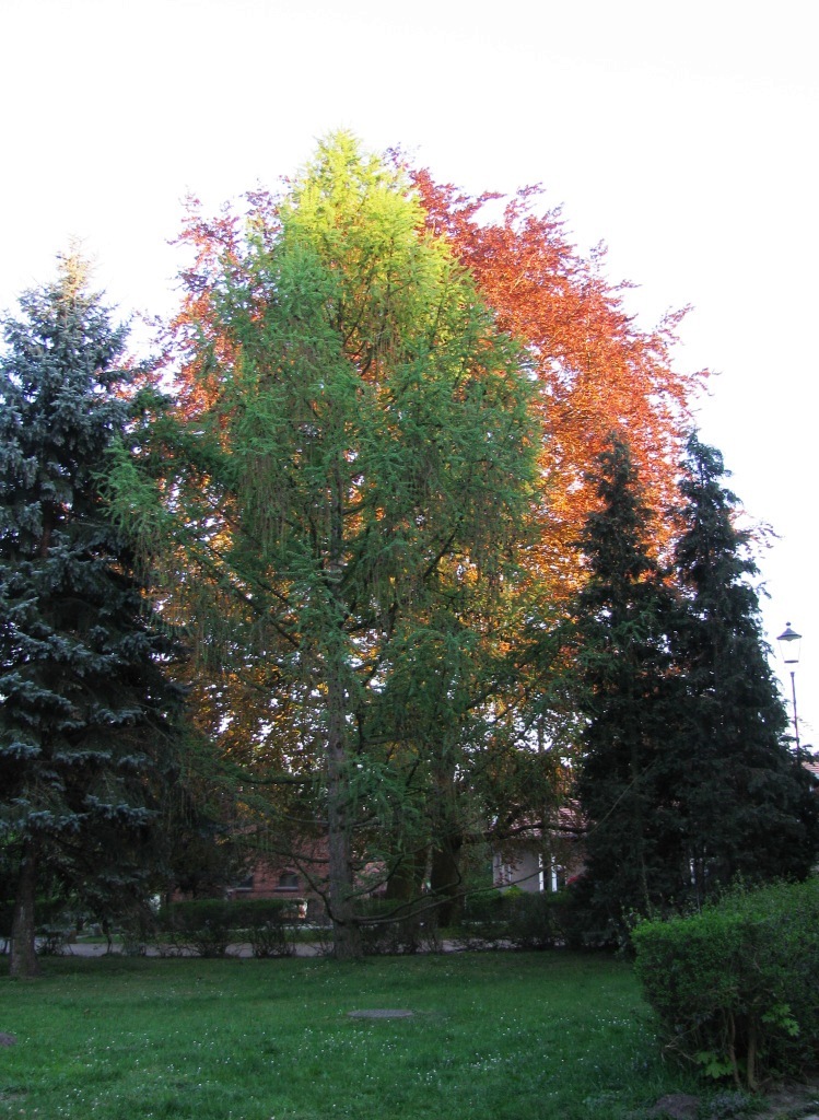 Park Oruński