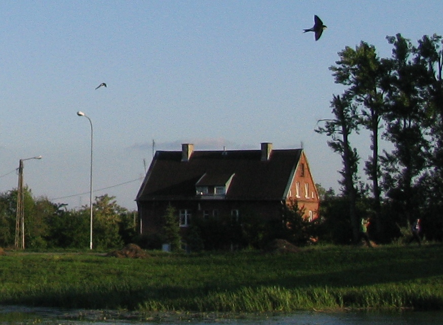 jaskółka