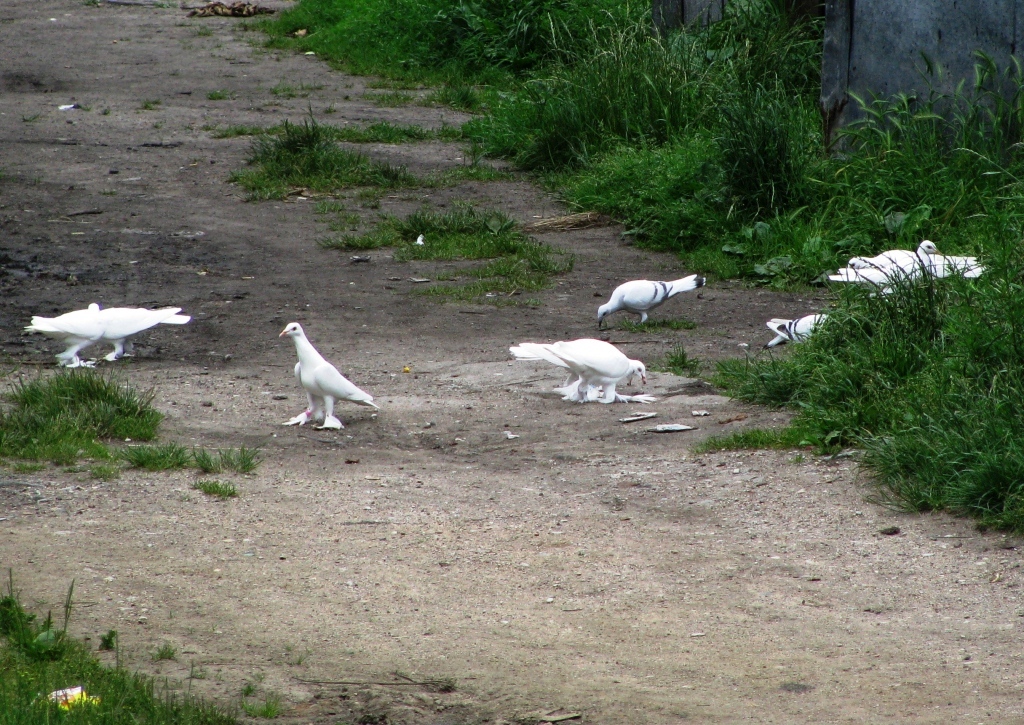 Gołębie z gołębnika
