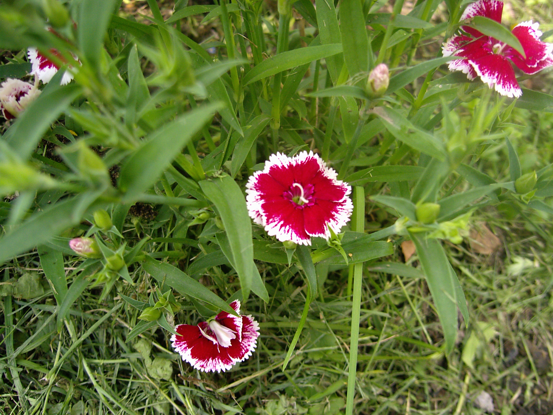 goździki