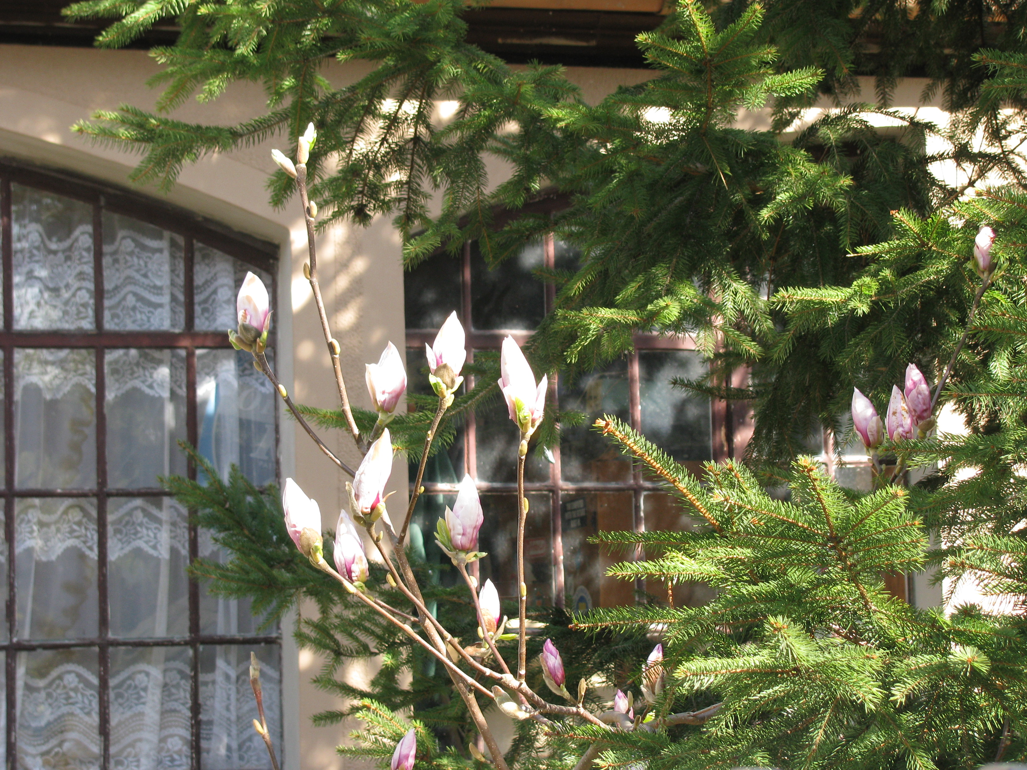 Magnolia