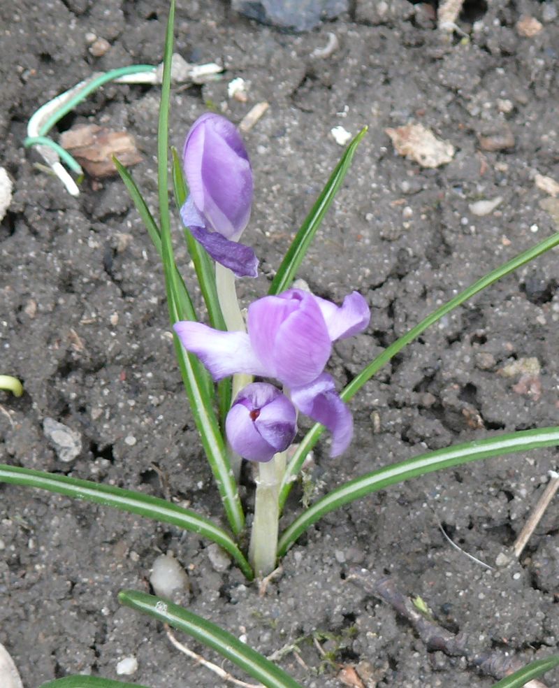 krokusik obok "bloku"