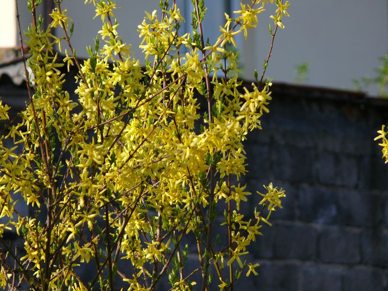 forsycja (u sąsiadów)