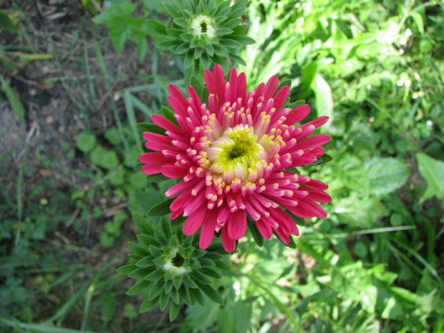 aster